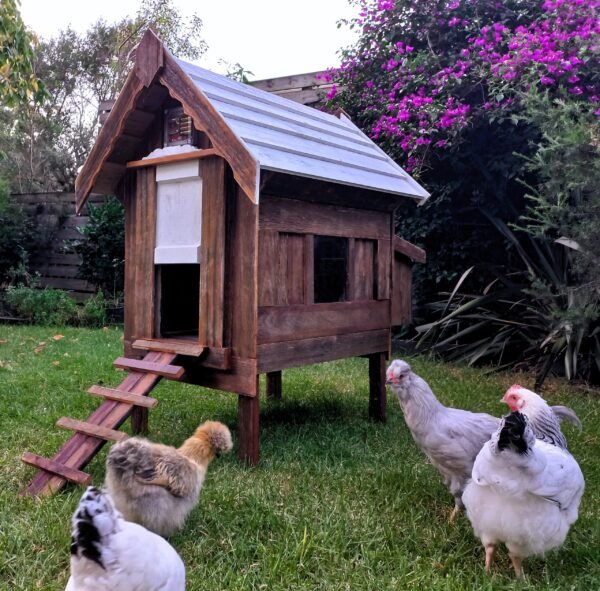 petite coop “lina”