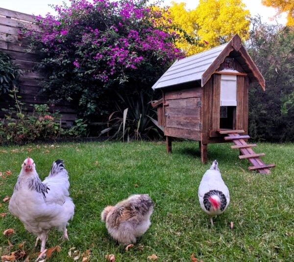 petite coop “lina”