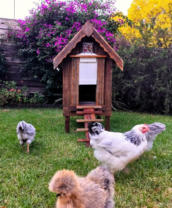 petite coop “lina”