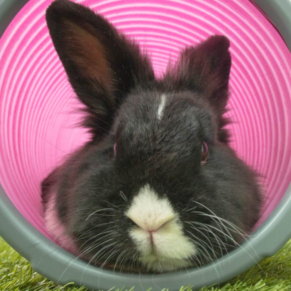 rabbit play tunnel | zippi