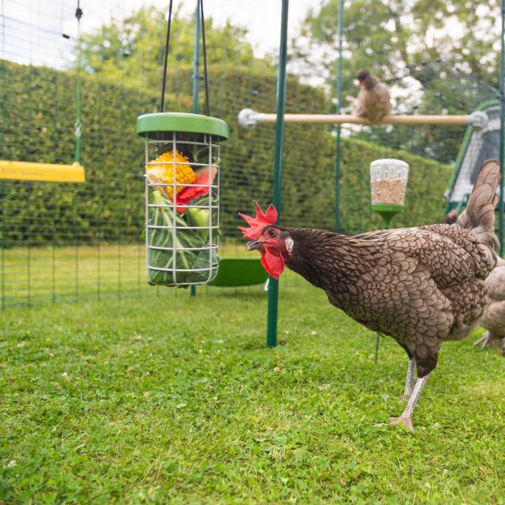 caddi chicken treat holder | omlet