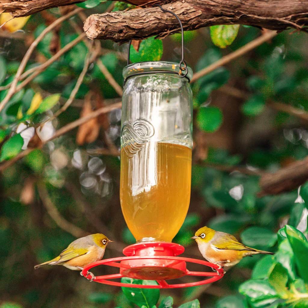 nectar feeder | topflite