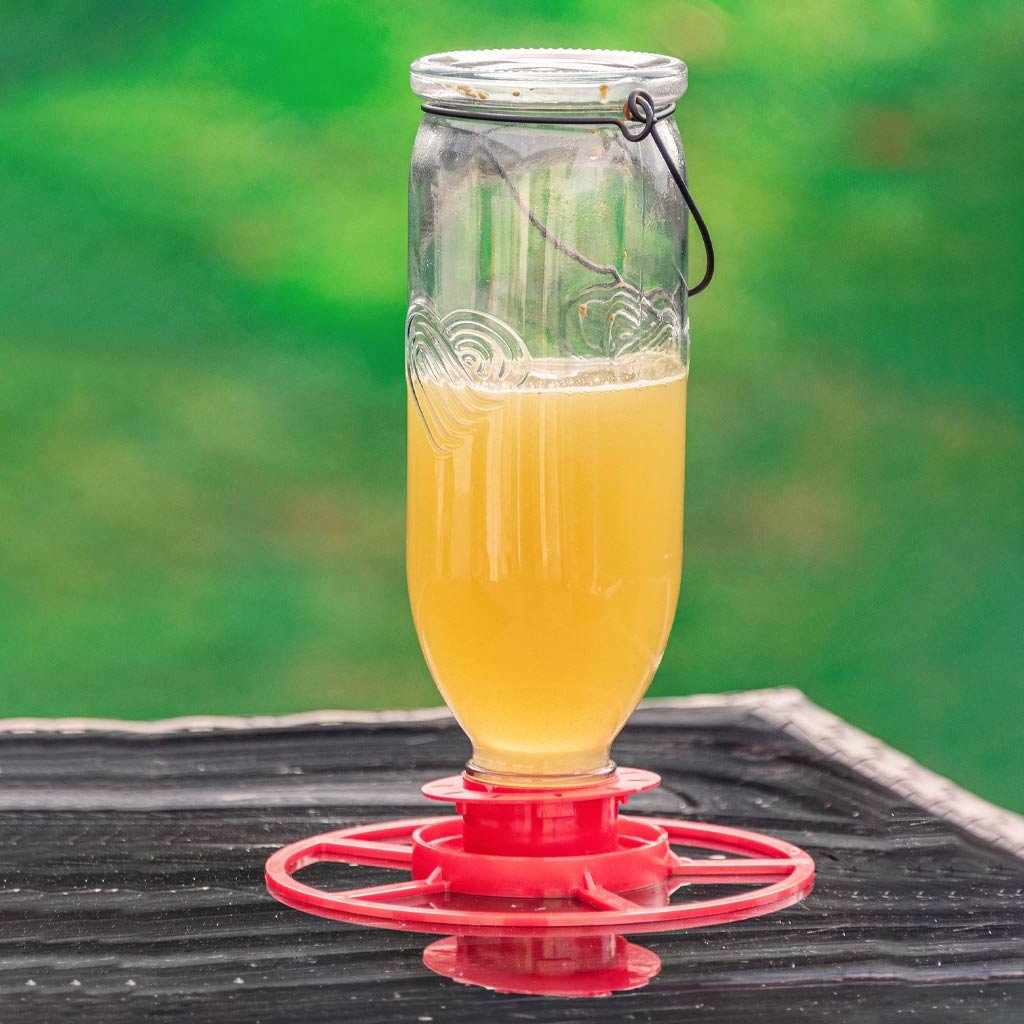 nectar feeder | topflite