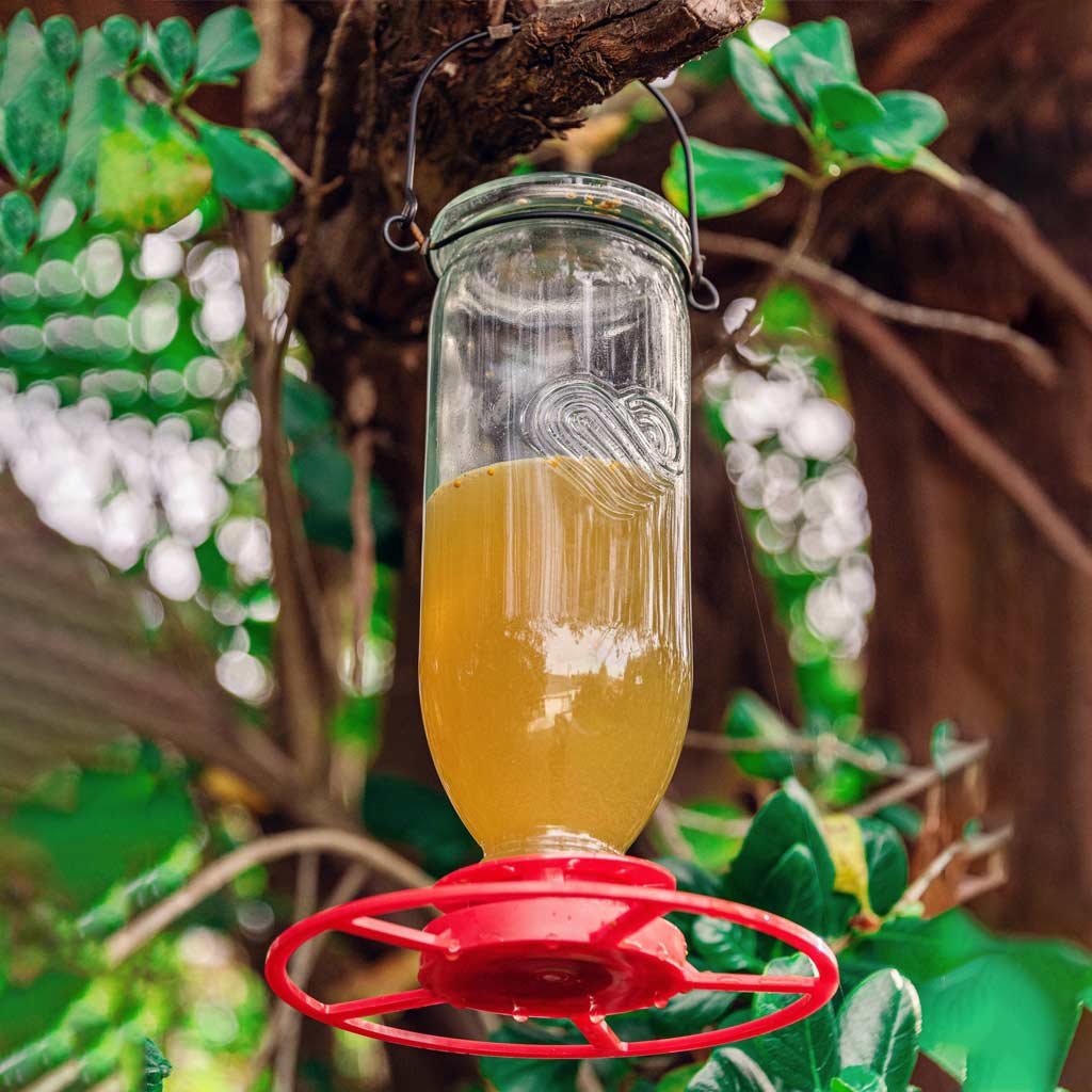 nectar feeder | topflite