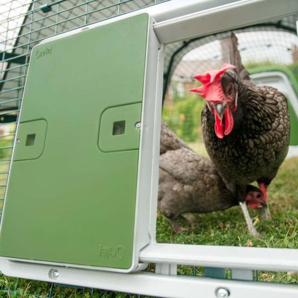 omlet autodoor | automatic chicken coop door