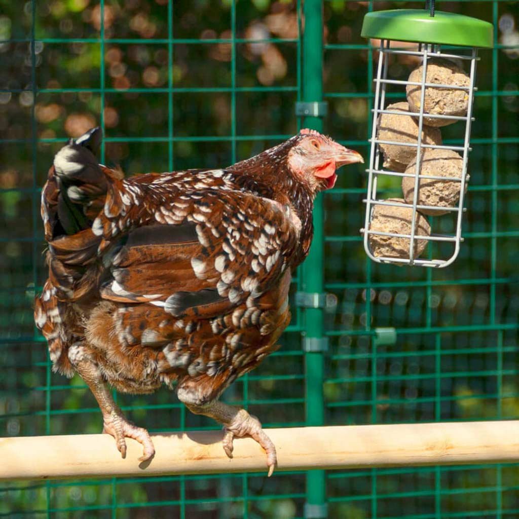 caddi chicken treat holder | omlet