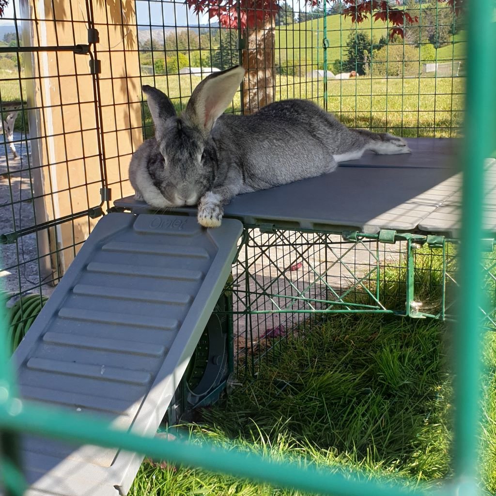 zippi platforms | rabbits