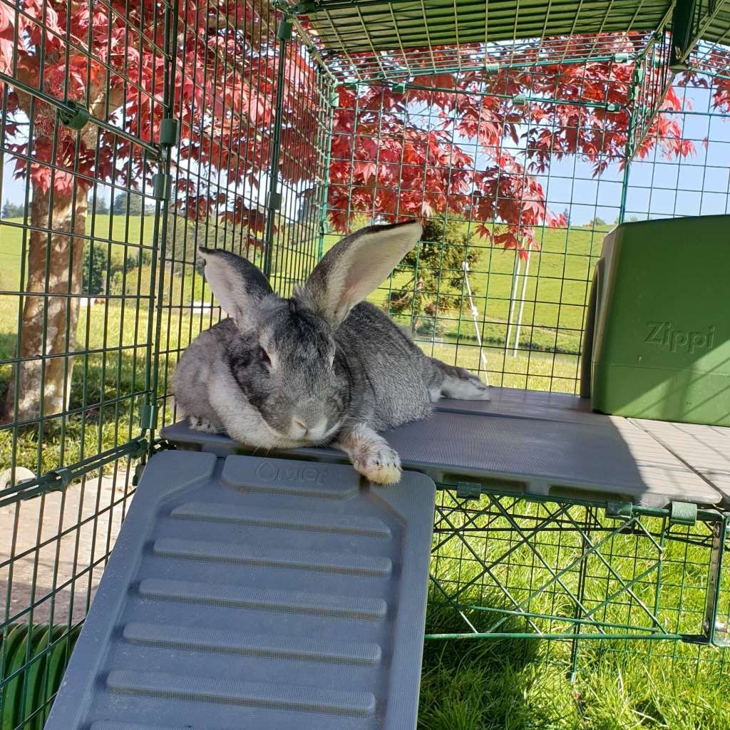 zippi platforms | rabbits