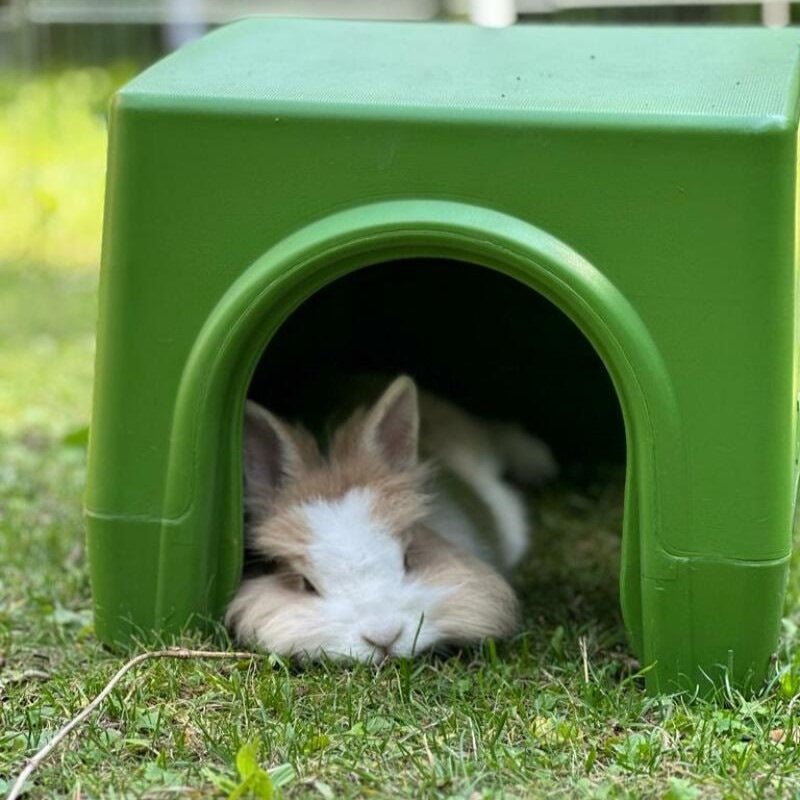 rabbit shelter | zippi