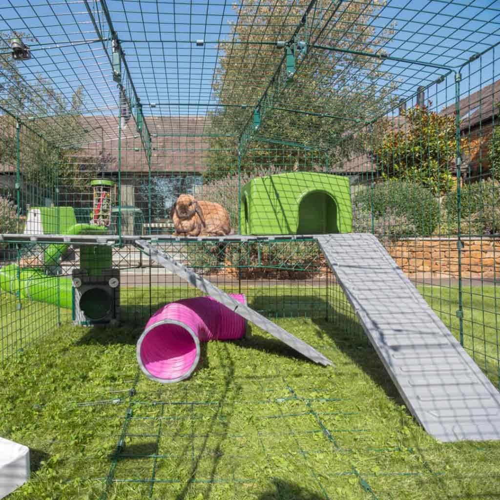 zippi platforms | rabbits