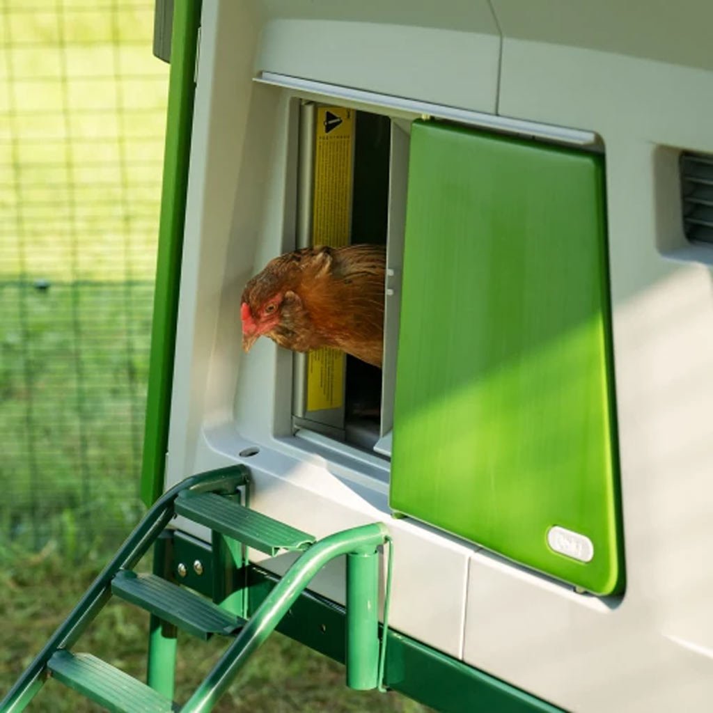 omlet autodoor | automatic chicken coop door