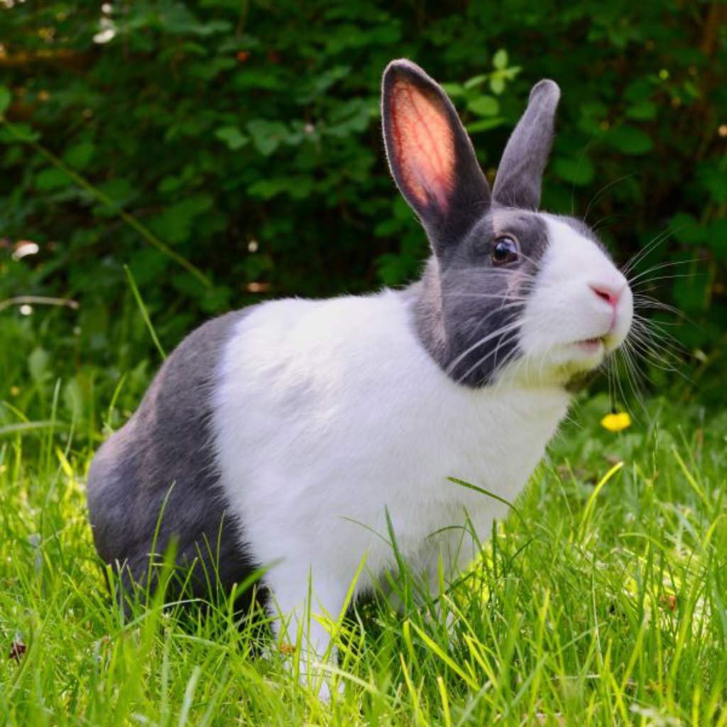 doctor pet healing balm | smooch