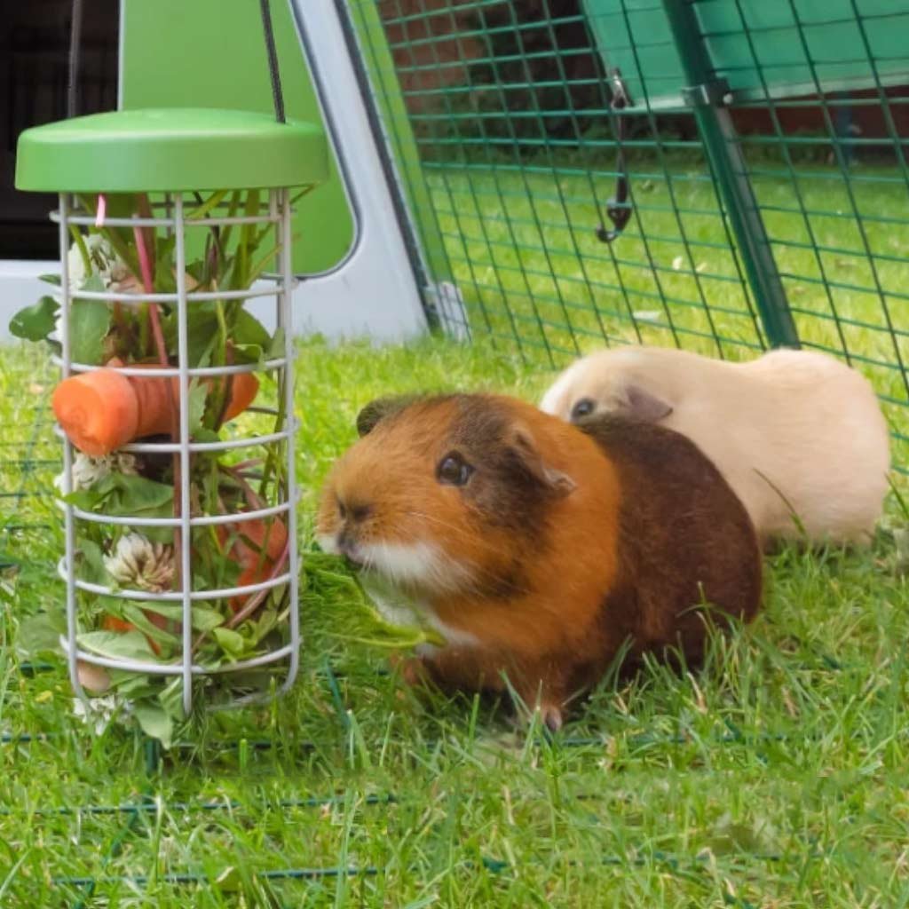 caddi rabbit & cavy treat holder | omlet