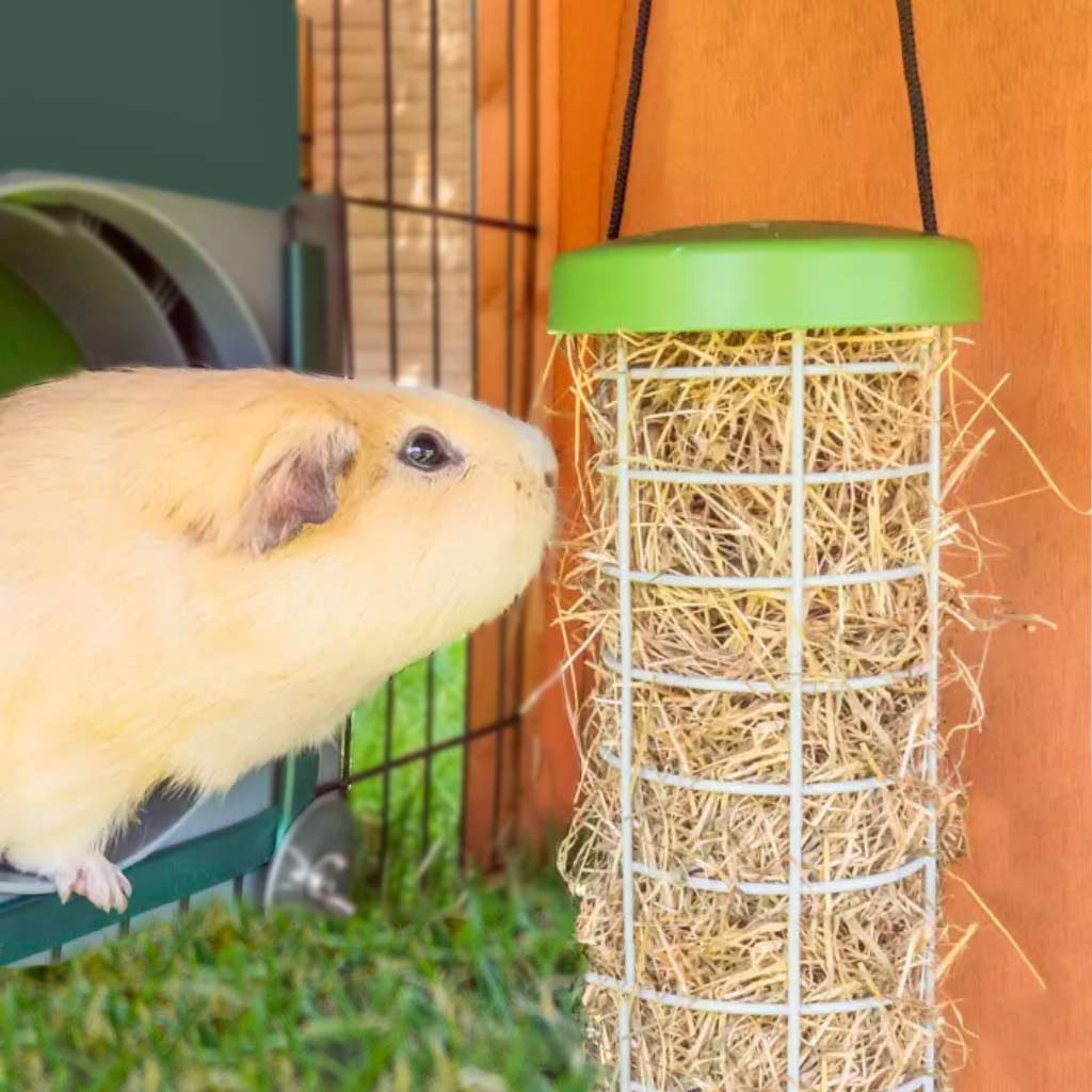 caddi rabbit & cavy treat holder | omlet