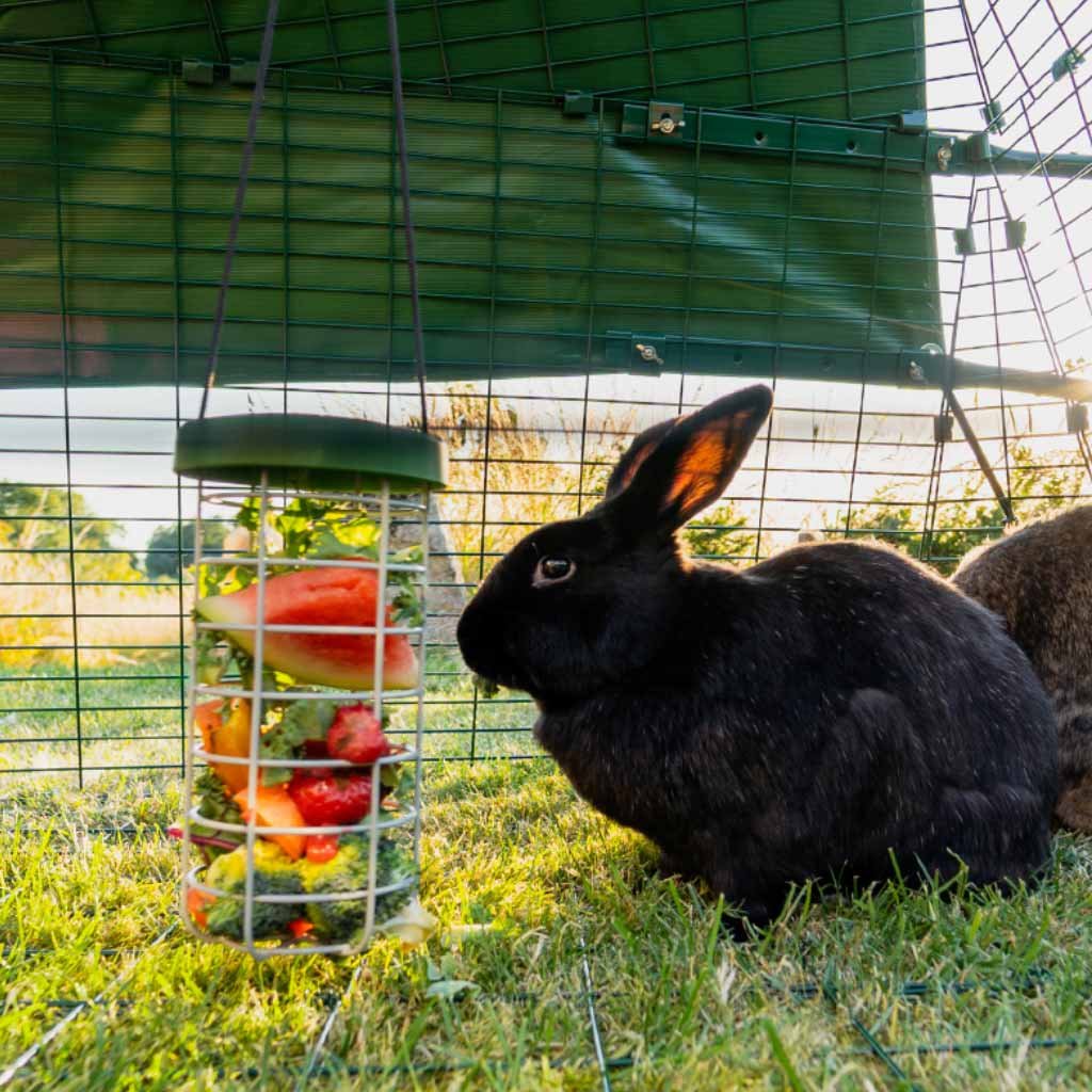 caddi rabbit & cavy treat holder | omlet