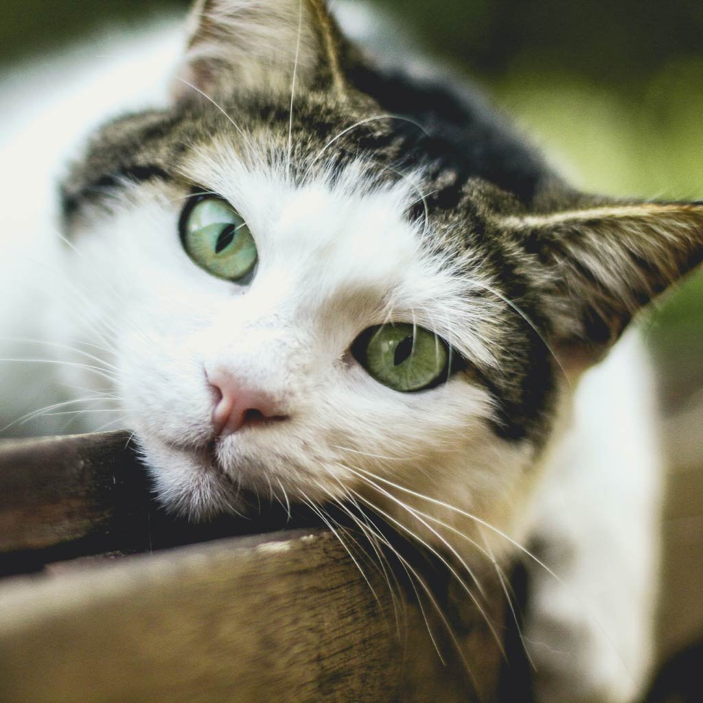 doctor pet healing balm | smooch