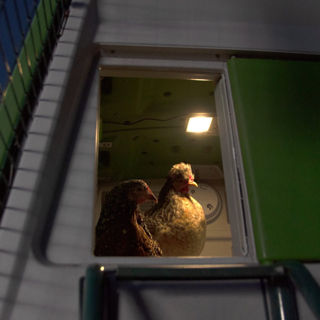 coop light | automatic chicken coop door