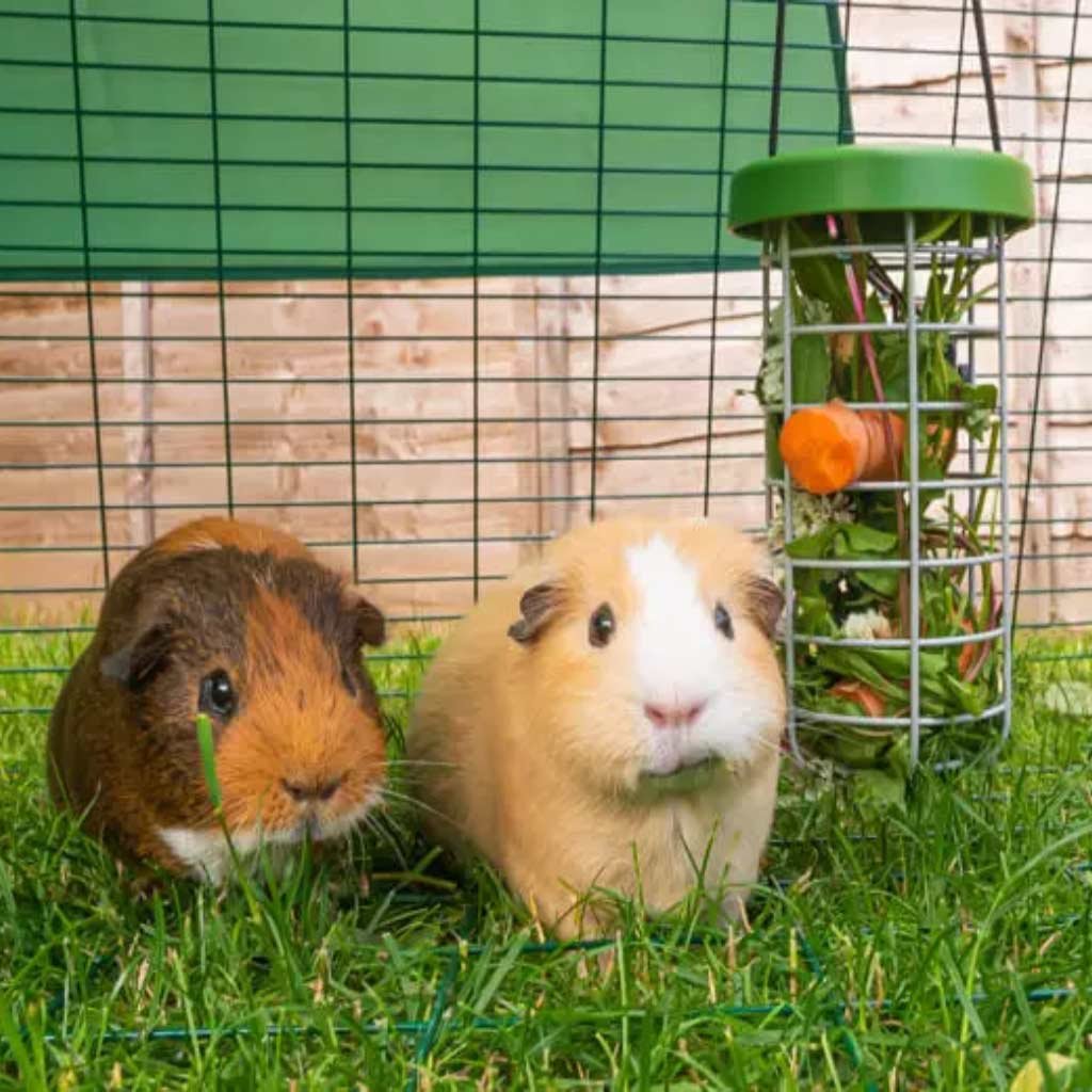 caddi rabbit & cavy treat holder | omlet