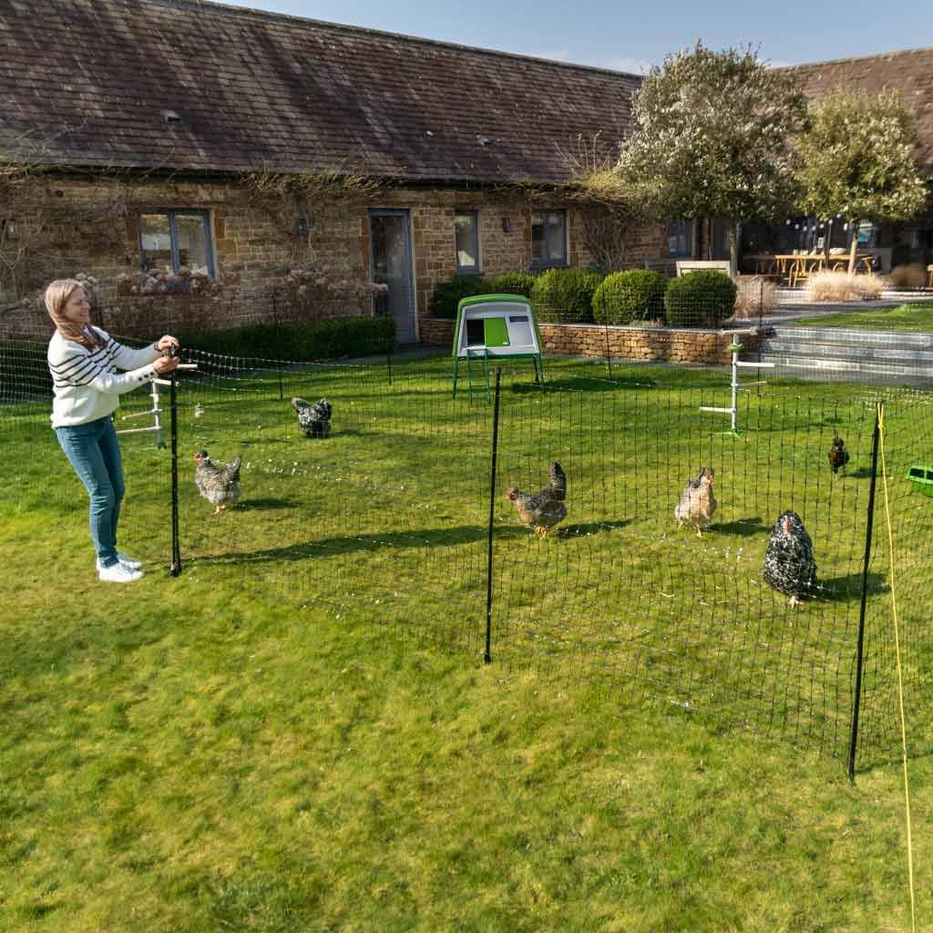 chicken fencing | omlet
