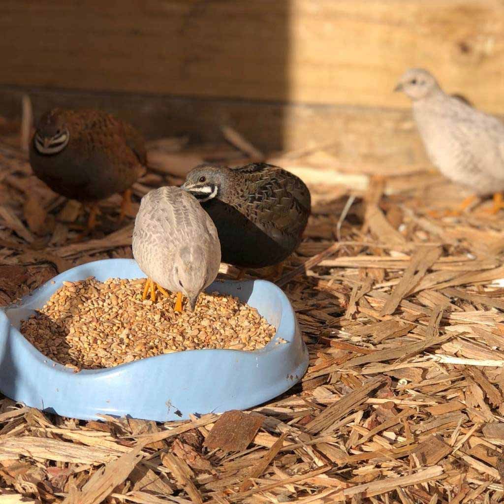 quail mix | topflite