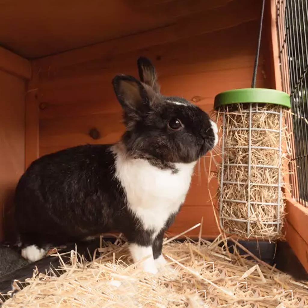 caddi rabbit & cavy treat holder | omlet