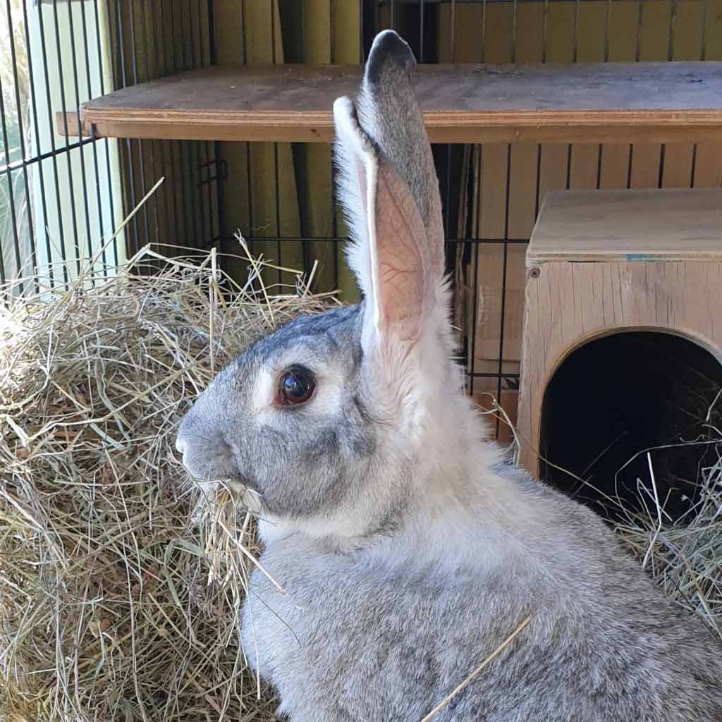 rabbit kindling box | kitting box