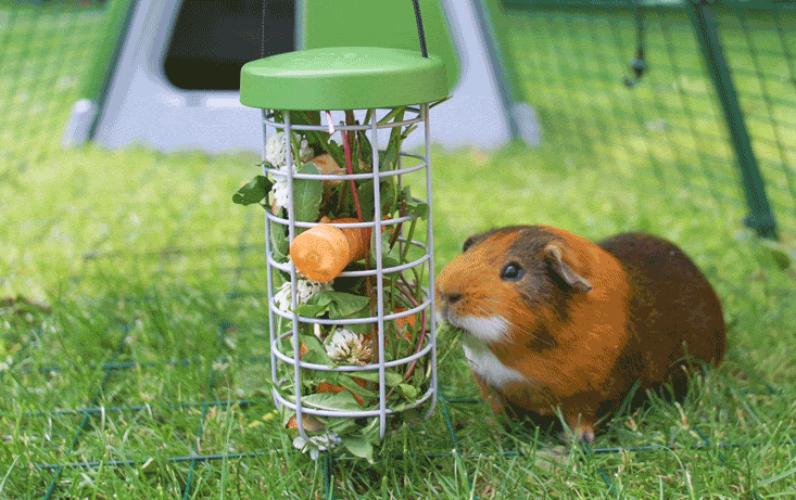 caddi rabbit & cavy treat holder | omlet