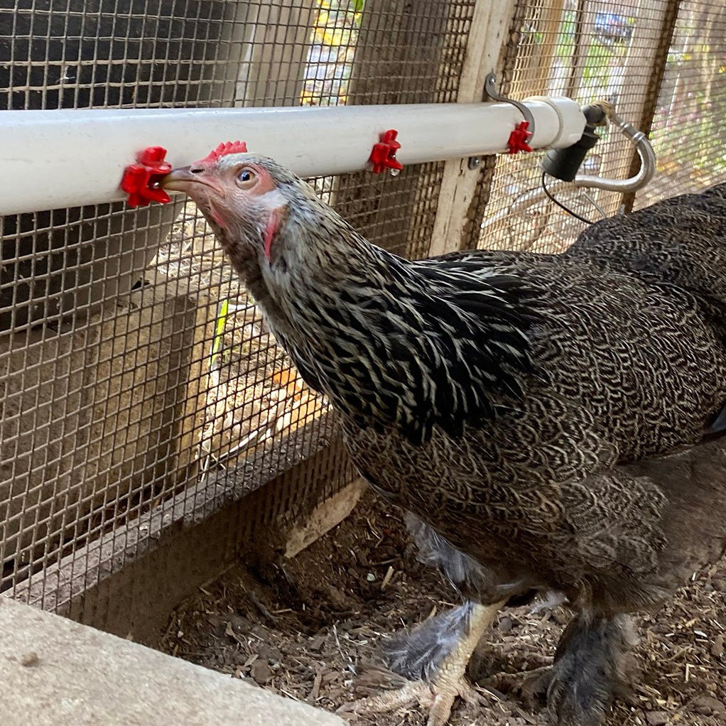 Poultry Watering System - Image 3