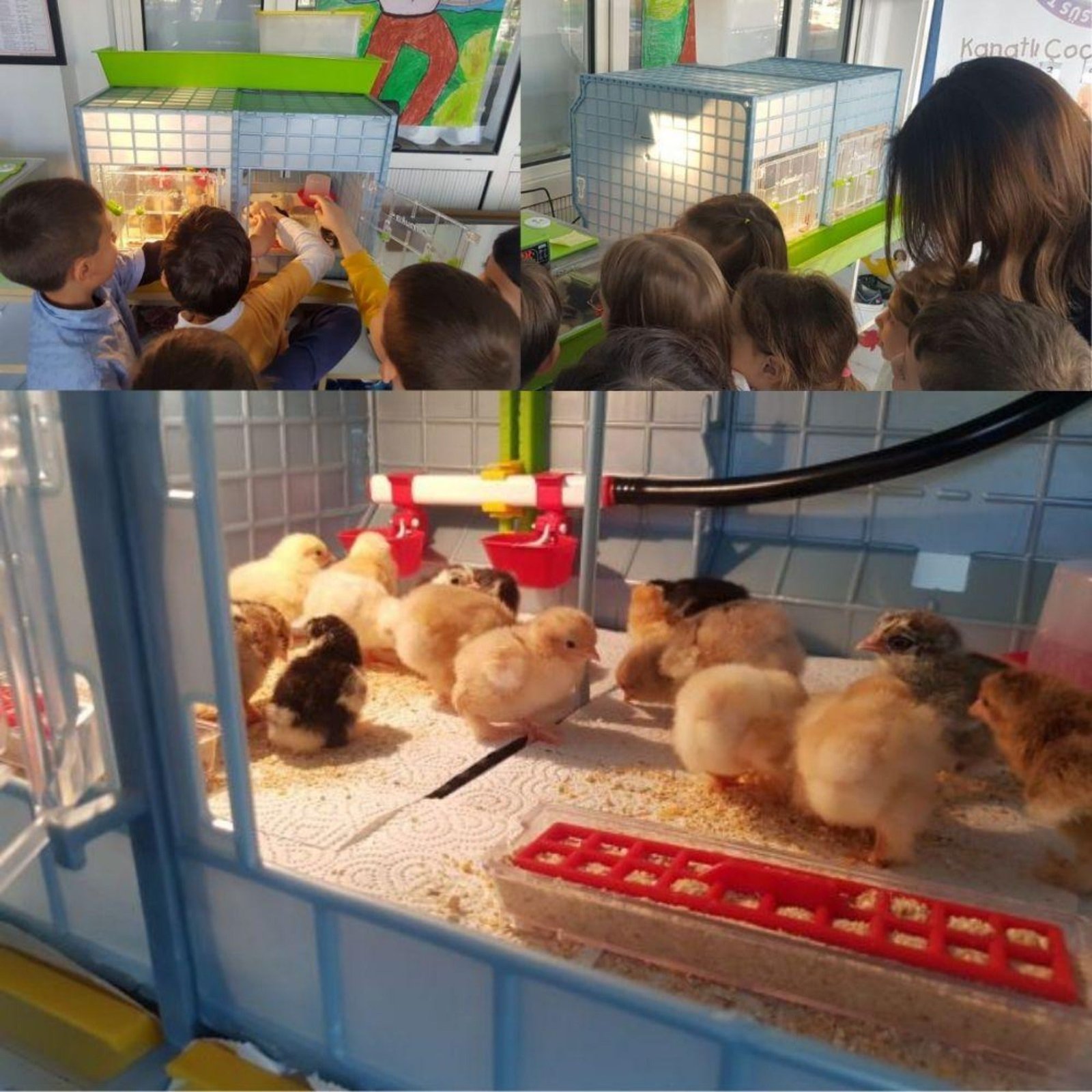 Chick Brooder - 2 Section H:15" (Starter Kit for Chickens, Turkeys, Ducks) - Image 2