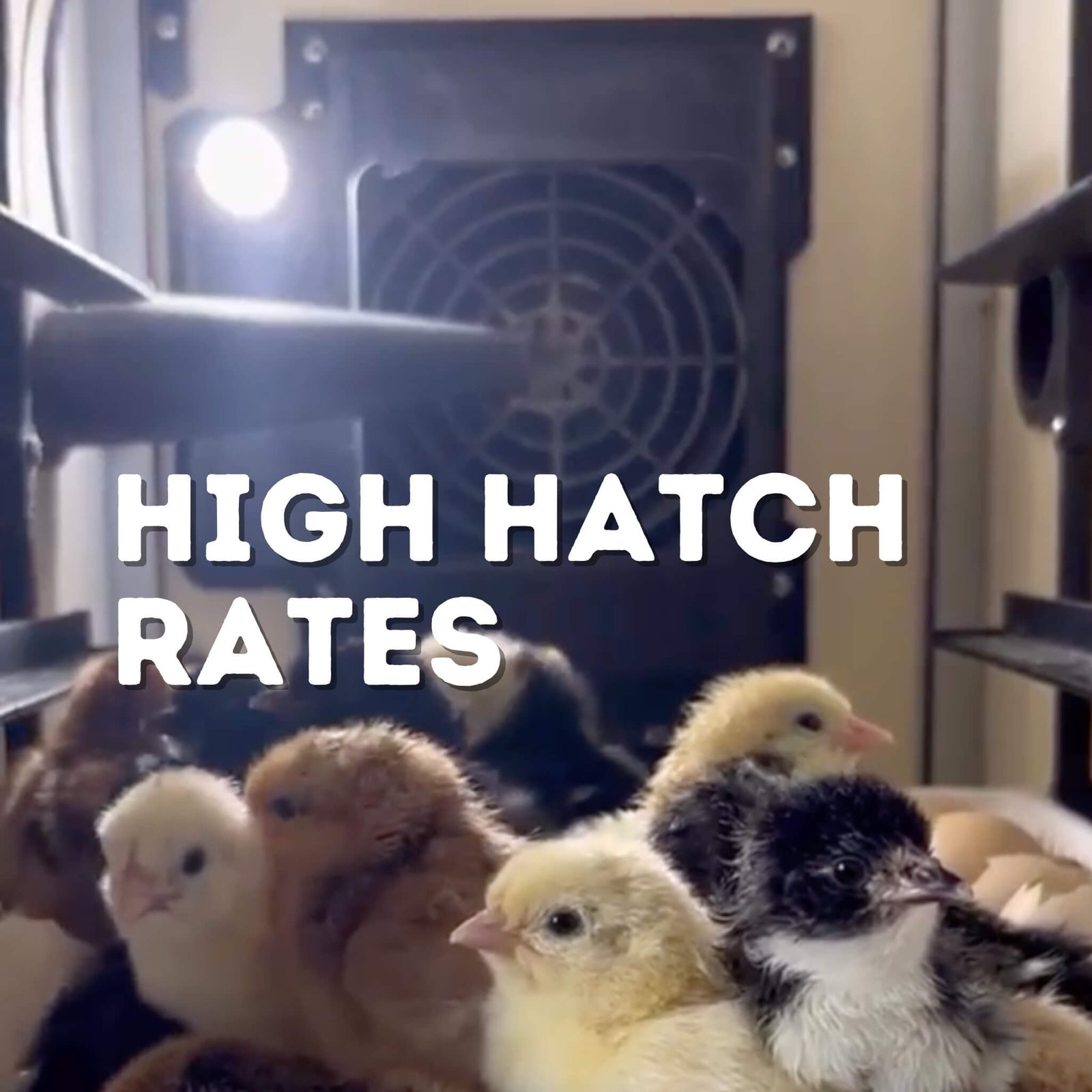 CT60 SH - Egg Incubator - Setter & Hatcher - Image 11